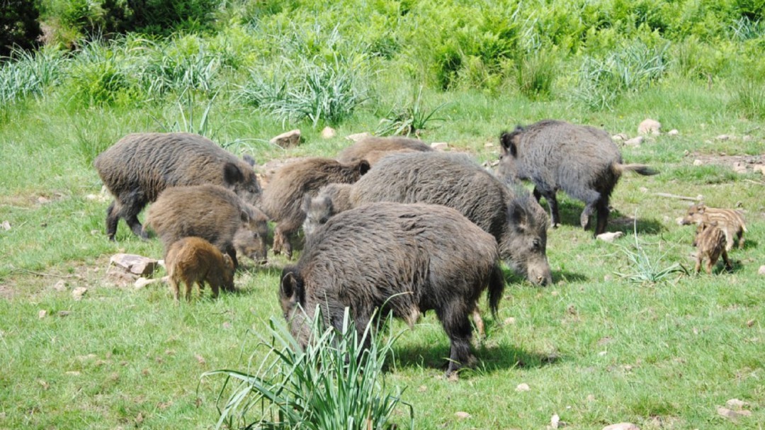 La población de jabalíes roza los doscientos mil ejemplares en Galicia