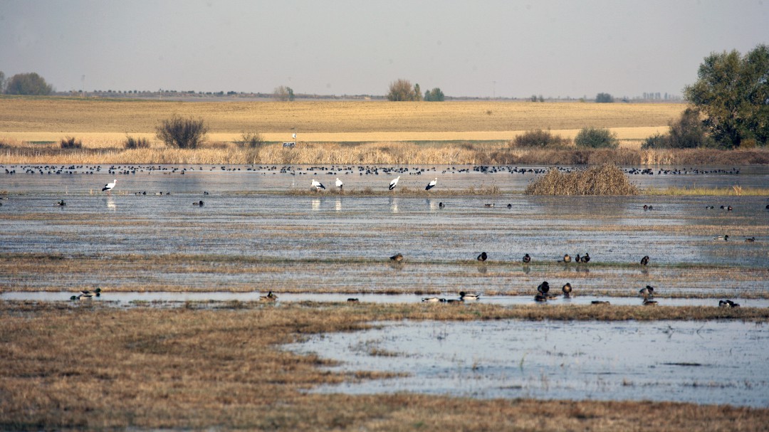 Observar animales en su hábitat natural, una escapada ideal para el día del Pilar