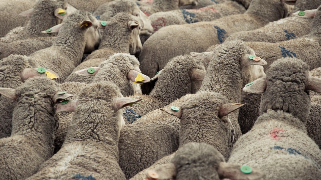 Ovejas merinas y cabras guadarrameñas protagonistas del fin de semana en la región de Madrid