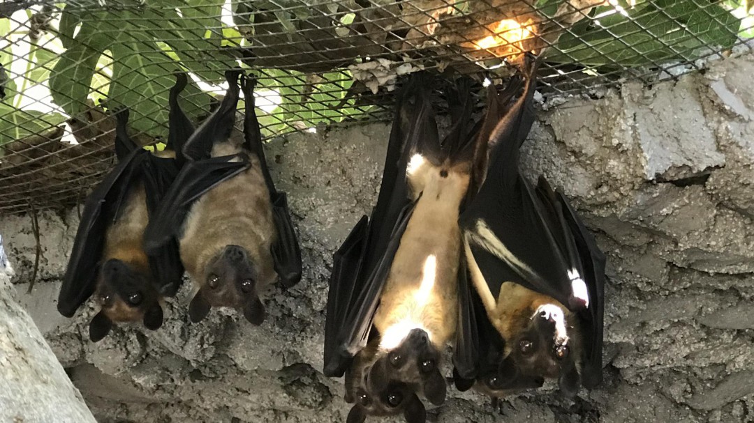 Retiran seis murciélagos de un zoo de Tenerife por estar prohibida su tenencia