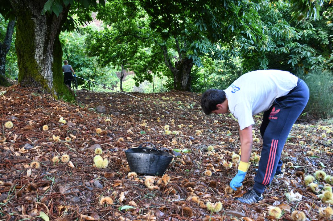 Uno de los recolectores en un paraje del Valle del Genal Uno de los recolectores en un paraje del Valle del Genal