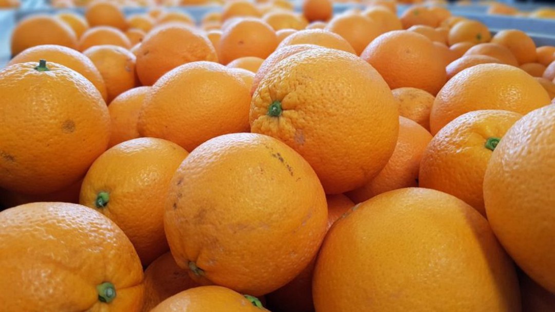 Con el Brexit las naranjas de la Safor no llegarán en 2 días sino en 15