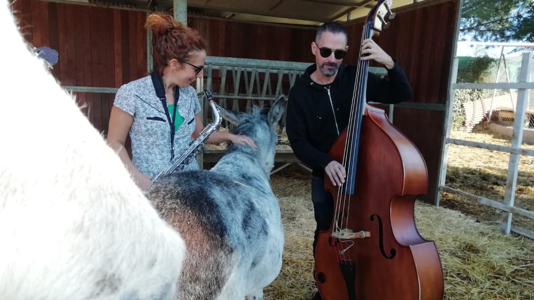 'Animal Band' o solo tocar ante animales