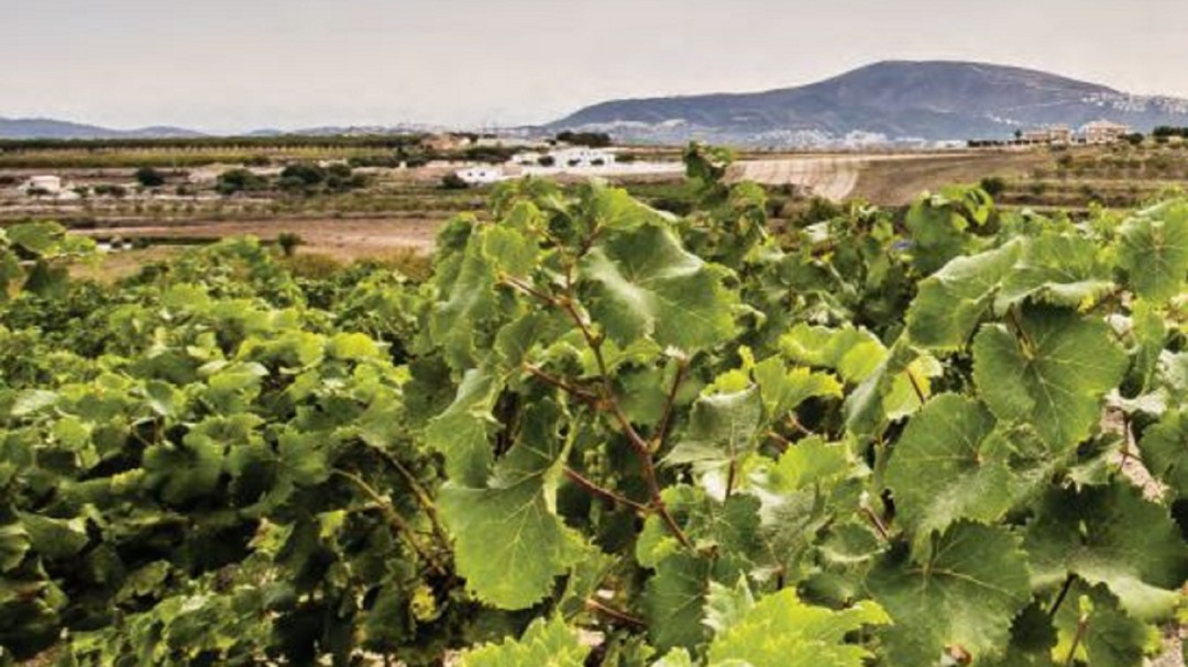 Ruta del arroz en la Albufera, actividades enoturísticas y gazpacho a leña en Moixent
