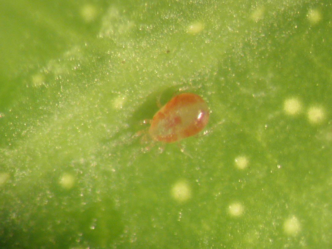 La plaga de ácaro rojo en La Póveda, Piqueras y Urbión alerta a los recolectores de setas La plaga de ácaro rojo en La Póveda, Piqueras y Urbión alerta a los recolectores de setas