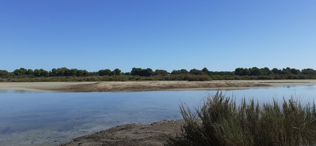 El Ayuntamiento retira vertidos del Racó de l'Olla para recuperar los saladares de l'Albufera El Ayuntamiento retira vertidos del Racó de l'Olla para recuperar los saladares de l'Albufera