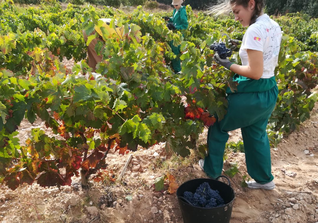 Casi 80.000.000 kg recogidos en un mes de vendimia