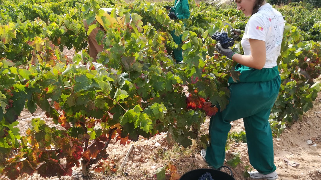 Casi 80.000.000 kg recogidos en un mes de vendimia