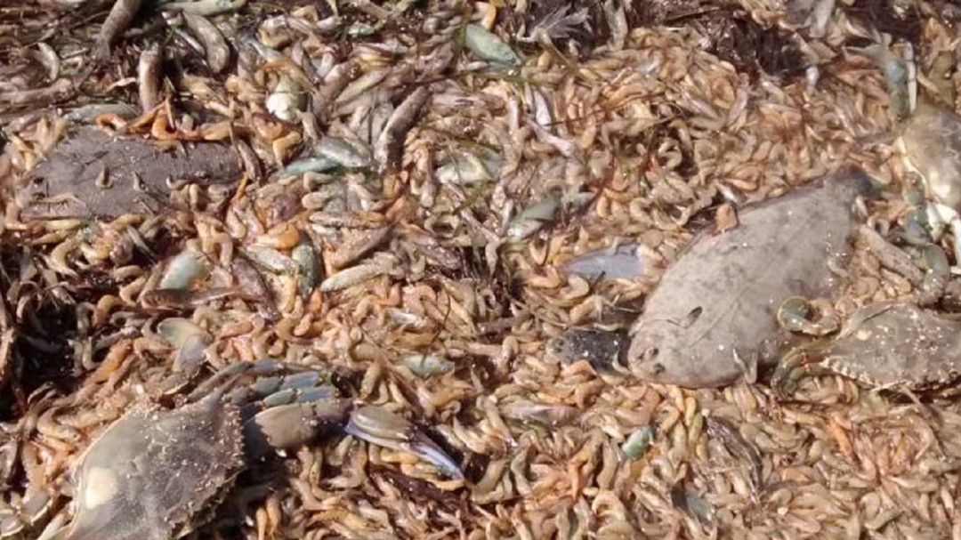Pedro García: "Se están llevando contenedores con miles de peces muertos del Mar Menor"
