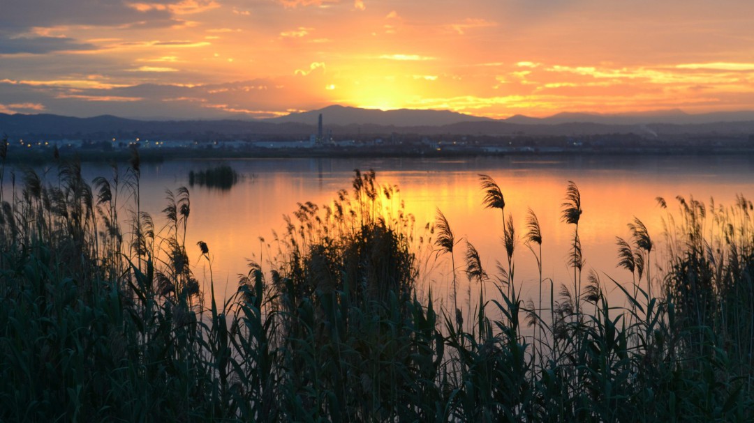 El PP critica que el Ayuntamiento no tenga una estrategia global para salvar La Albufera de València