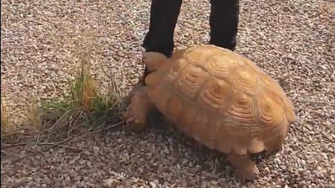 La Policía Local de Ciudad Real rescata una tortuga gigante en una carretera