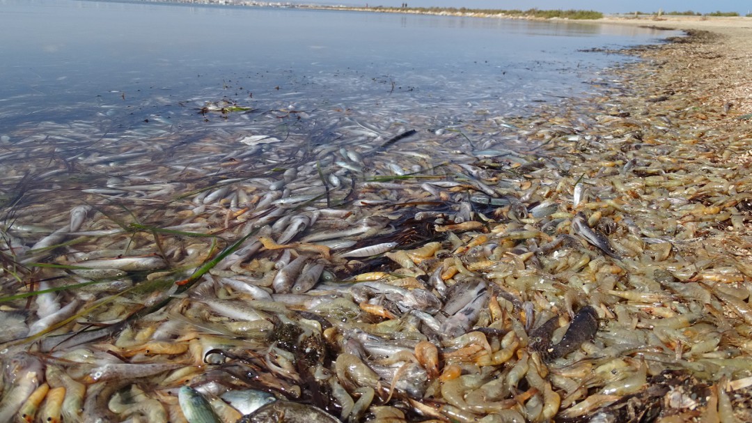 ANSE y WWF afirman que el Mar Menor ha dicho basta