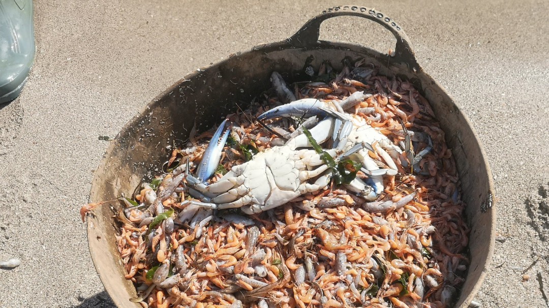 La última crisis ambiental del Mar Menor invade las redes sociales