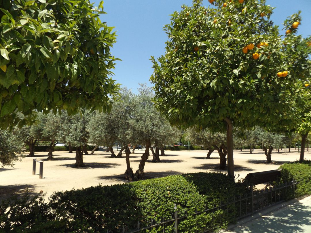 Los investigadores han realizado un listado de árboles frutales urbanos que existen en la ciudad de Granada, con resultados extrapolables a las demás ciudades mediterráneas Los investigadores han realizado un listado de árboles frutales urbanos que existen en la ciudad de Granada, con resultados extrapolables a las demás ciudades mediterráneas