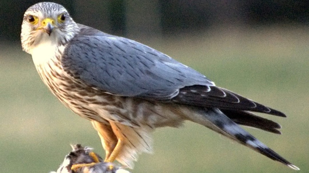 Eguzki denuncia el tiroteo de una "rara" especie de halcón en Jaizkibel