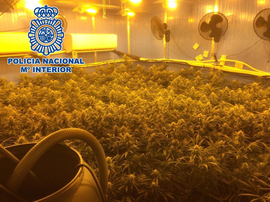 La Policía desmantela en Sanlúcar un cultivo 'indoor' con 149 plantas de cannabis La Policía desmantela en Sanlúcar un cultivo 'indoor' con 149 plantas de cannabis