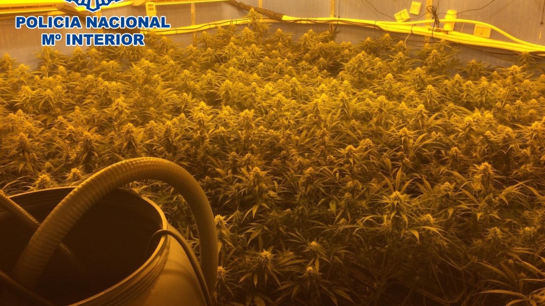 La Policía desmantela en Sanlúcar un cultivo 'indoor' con 149 plantas de cannabis