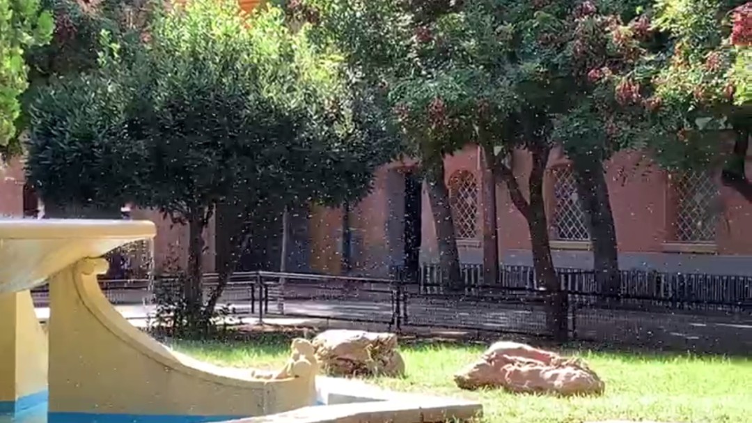 El mosquito tigre ha llegado para quedarse