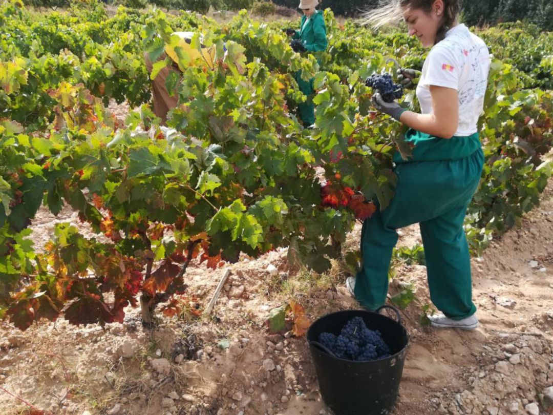 Más de 84.000.000 kg recogidos en un mes de vendimia Más de 84.000.000 kg recogidos en un mes de vendimia