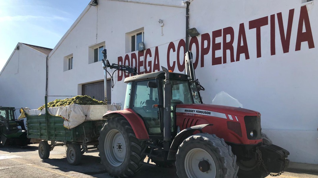 Bodega Soledad recoge más de 15 millones de kilos de uva en esta vendimia