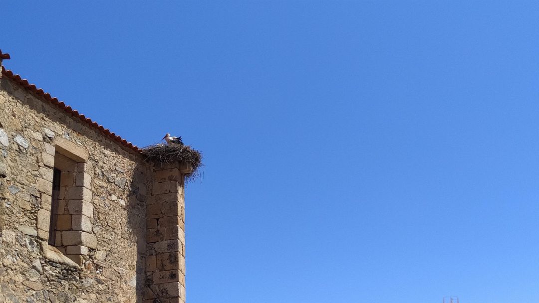 Una cigüeña en su nido en una iglesia Una cigüeña en su nido en una iglesia