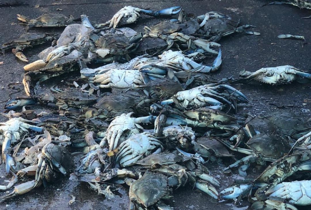 Cangrejos muertos a orillas del Mar Menor Cangrejos muertos a orillas del Mar Menor