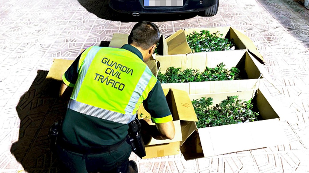 Dos detenidos cuando transportaban 505 plantas de marihuana