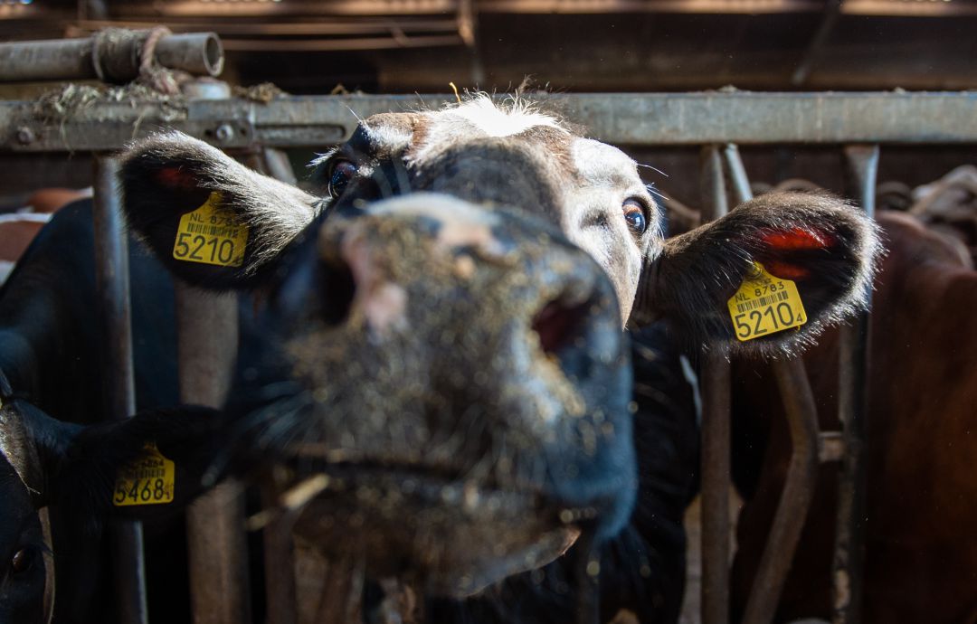 El programa busca reducir el consumo de carne en la sociedad. El programa busca reducir el consumo de carne en la sociedad.