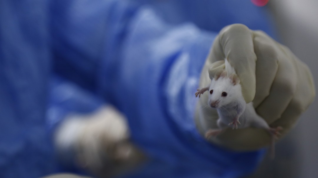 El CNIO crea los primeros ratones que viven más sin modificar sus genes
