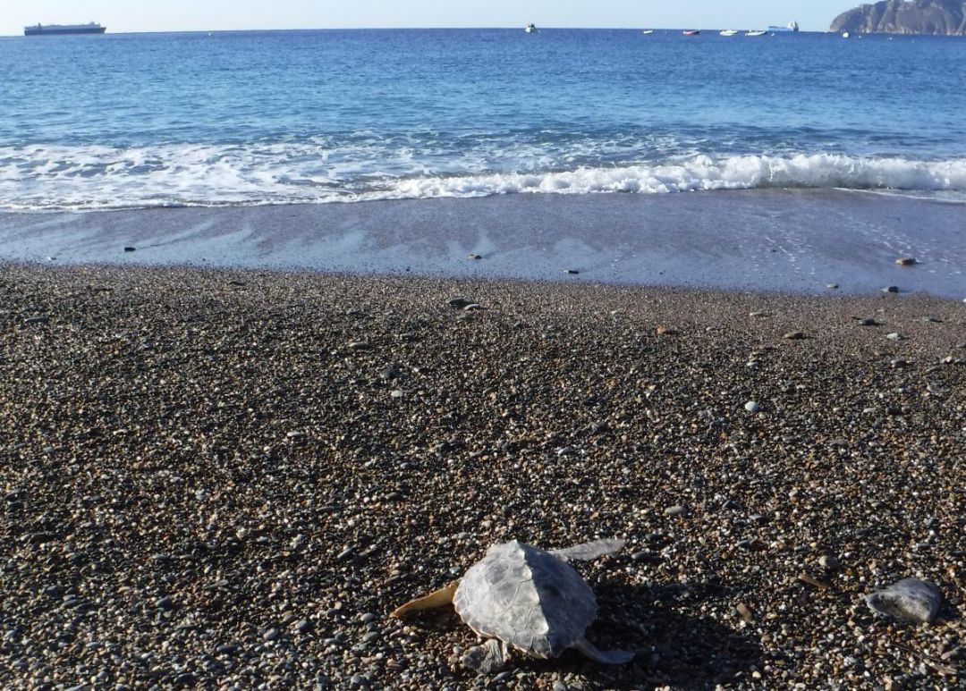 Liberada una tortuga boba que se encontró con el cuello enmallado entre los restos de un saco de rafia Liberada una tortuga boba que se encontró con el cuello enmallado entre los restos de un saco de rafia