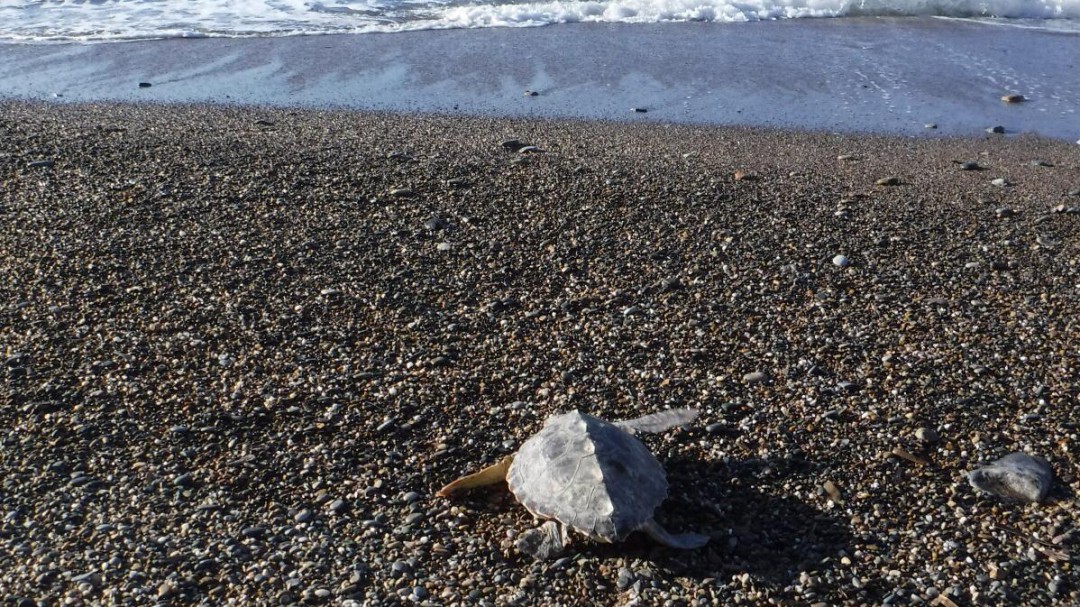 Liberada una tortuga boba que se encontró con el cuello enmallado entre los restos de un saco de rafia