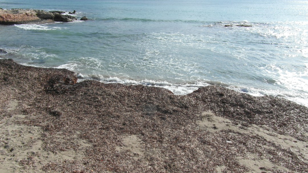La Posidonia oceánica se quedará en las playas hasta abril