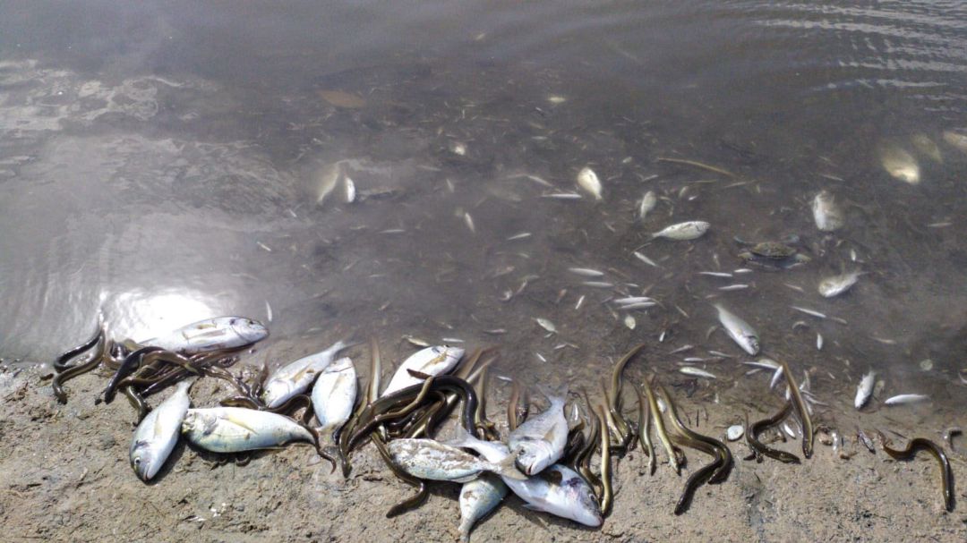 Peces muertos y otras especies marinas a orillas del Mar Menor. Peces muertos y otras especies marinas a orillas del Mar Menor.