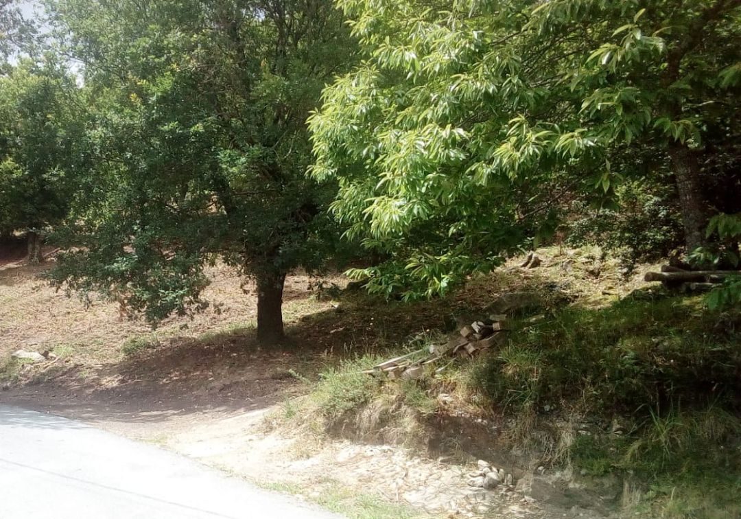El Concello de Pontevedra quiere ordenar sus montes