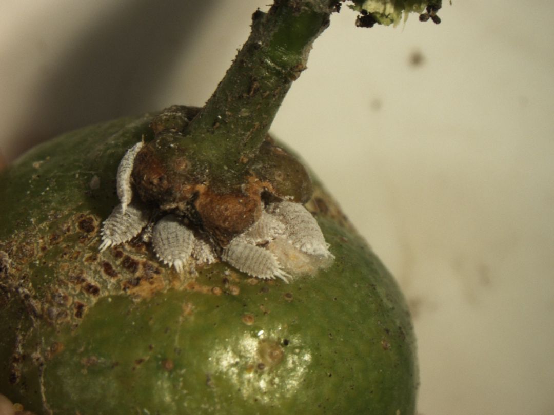La UPV busca a su "enemigo natural" para acabar con una de las plagas más dañinas para los cítricos valencianos La UPV busca a su "enemigo natural" para acabar con una de las plagas más dañinas para los cítricos valencianos
