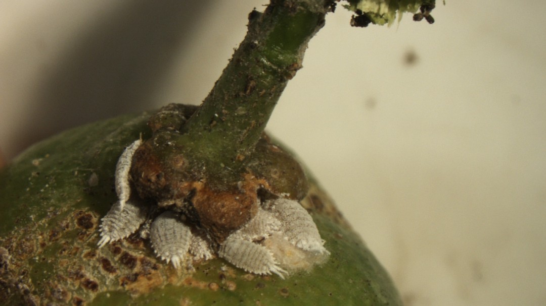La UPV busca a su "enemigo natural" para acabar con una plaga dañina para los cítricos valencianos