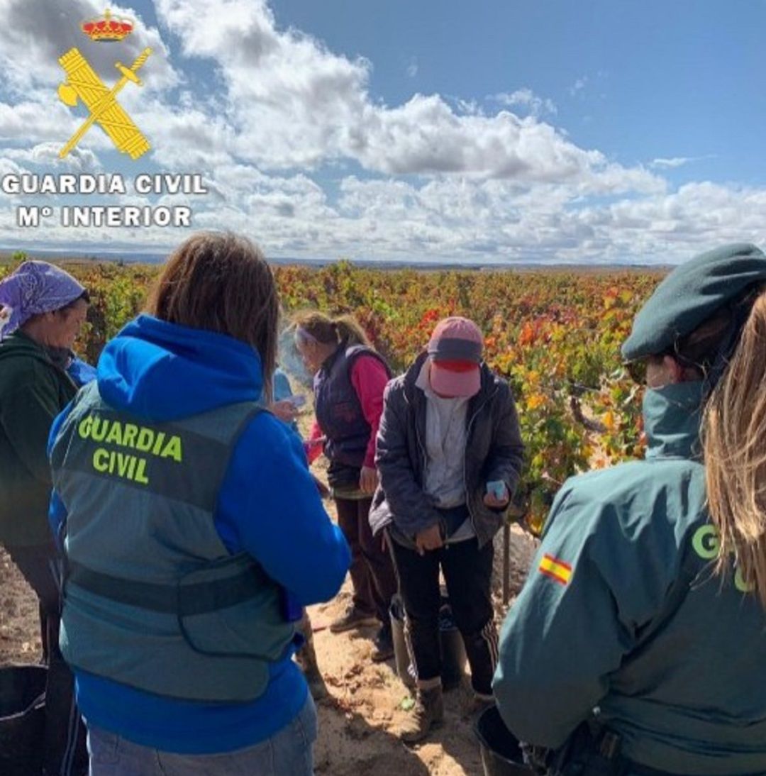Inspecciones laborales llevadas a cabo por la Guardia Civil en la vendimia de la Ribera del Duero Inspecciones laborales llevadas a cabo por la Guardia Civil en la vendimia de la Ribera del Duero
