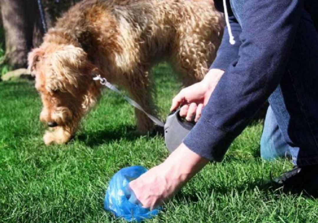 Gandia y Almoines analizarán los excrementos de los perros para multar a sus dueños
