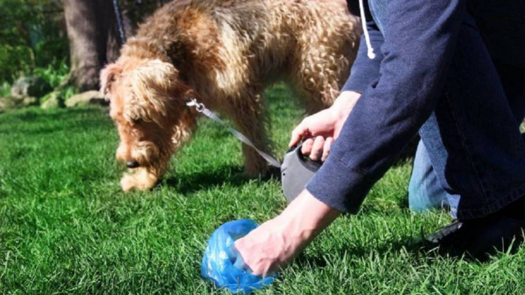Gandia y Almoines analizarán los excrementos de los perros para multar a sus dueños