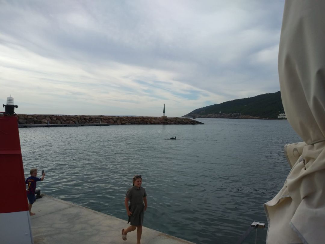 Uno de los delfines que se han visto en la bocana del puerto de Santa Eulària Uno de los delfines que se han visto en la bocana del puerto de Santa Eulària