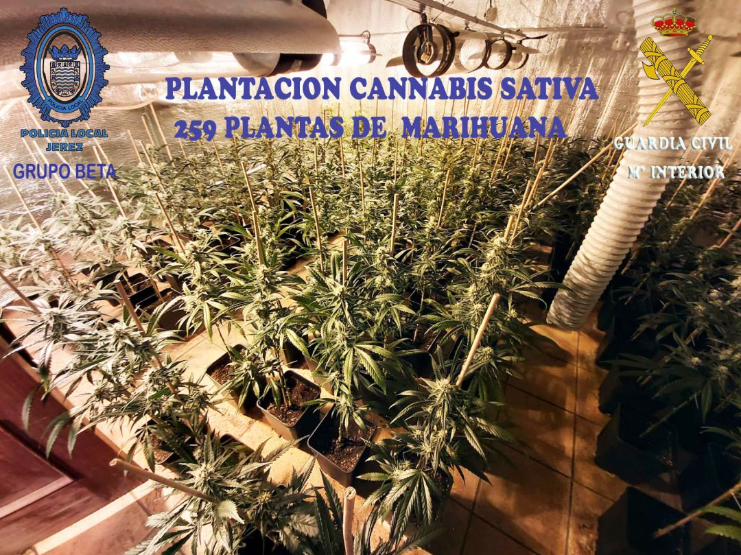 Desmantelada una plantación de marihuana en La Guareña Desmantelada una plantación de marihuana en La Guareña