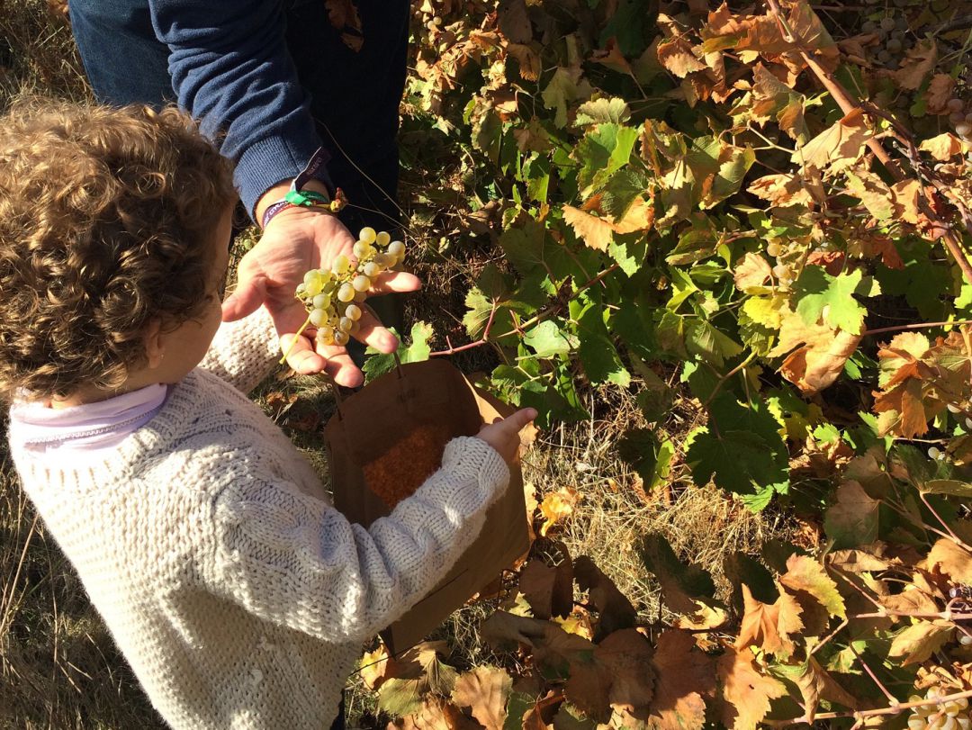 Los vecinos de la comarca podrán participar en la Rebusca de Uvas de La Seca Los vecinos de la comarca podrán participar en la Rebusca de Uvas de La Seca