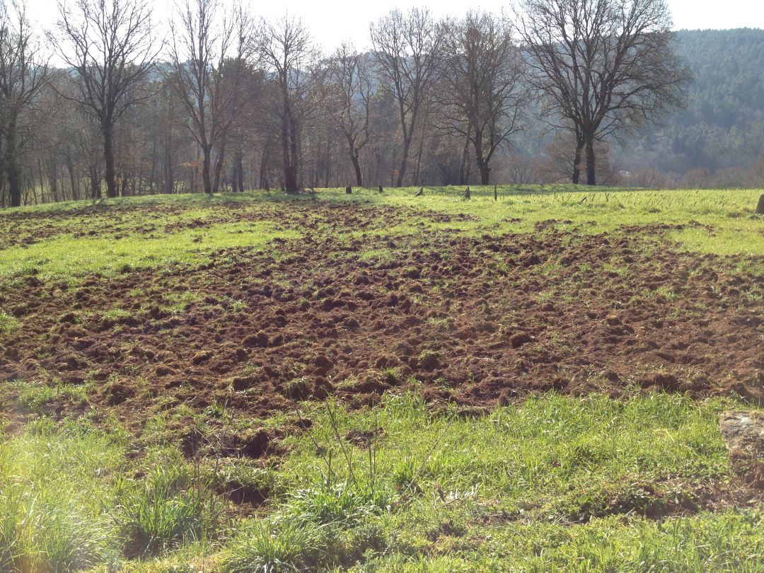 Más refuerzos contra el jabalí Más refuerzos contra el jabalí