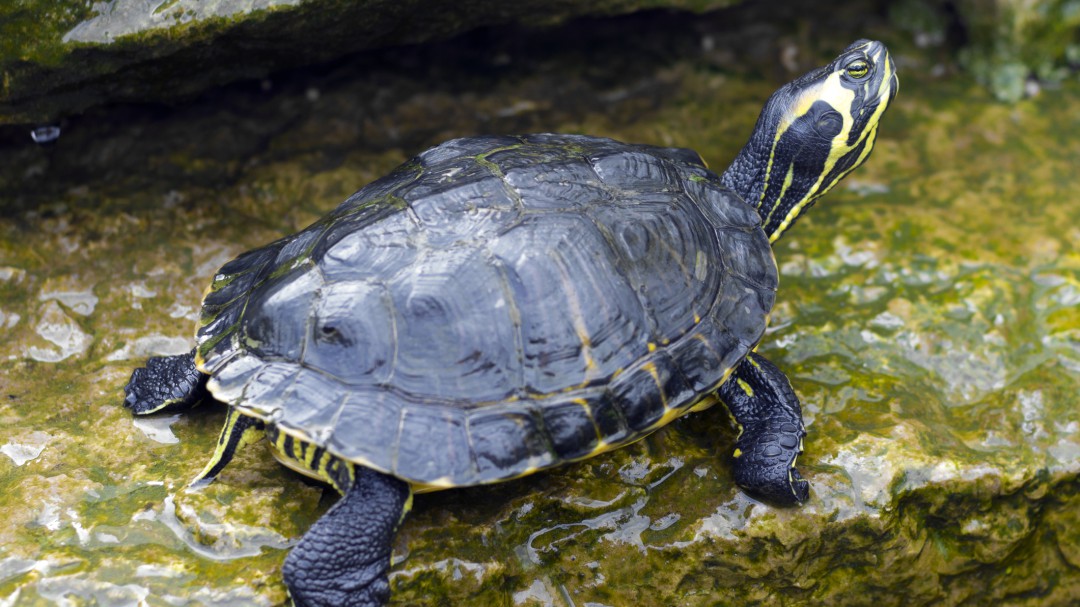 GREFA trabaja desde 2007 en recuperar el galápago europeo frente a especies invasoras