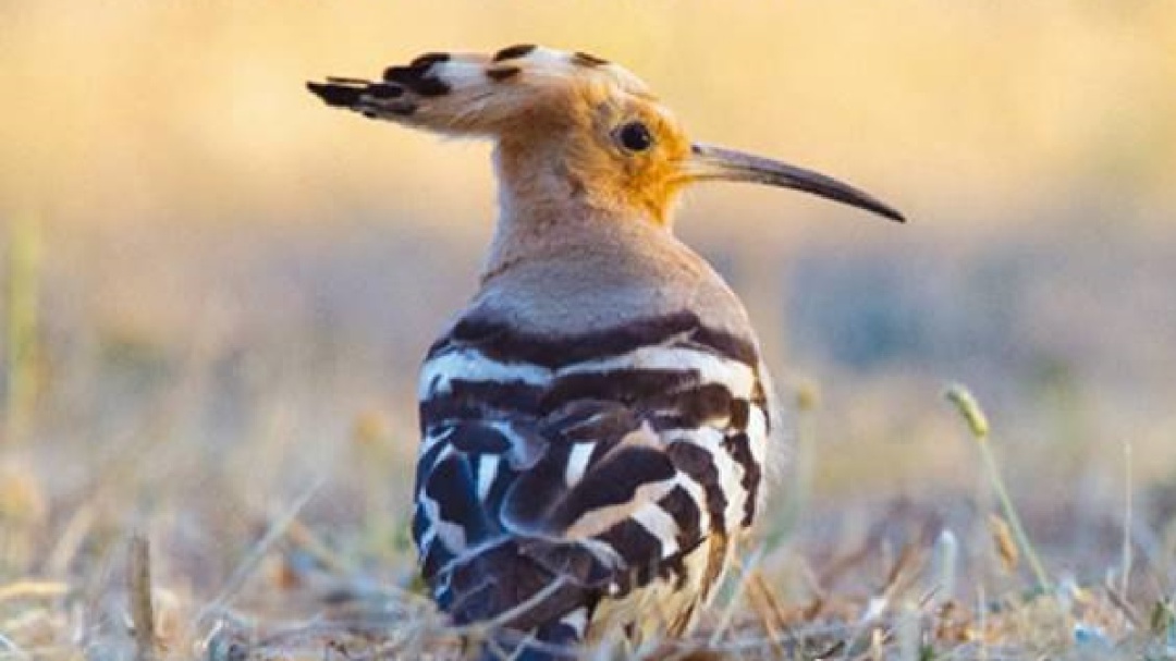 Una guía recoge todas las aves que habitan la Comunidad de Madrid