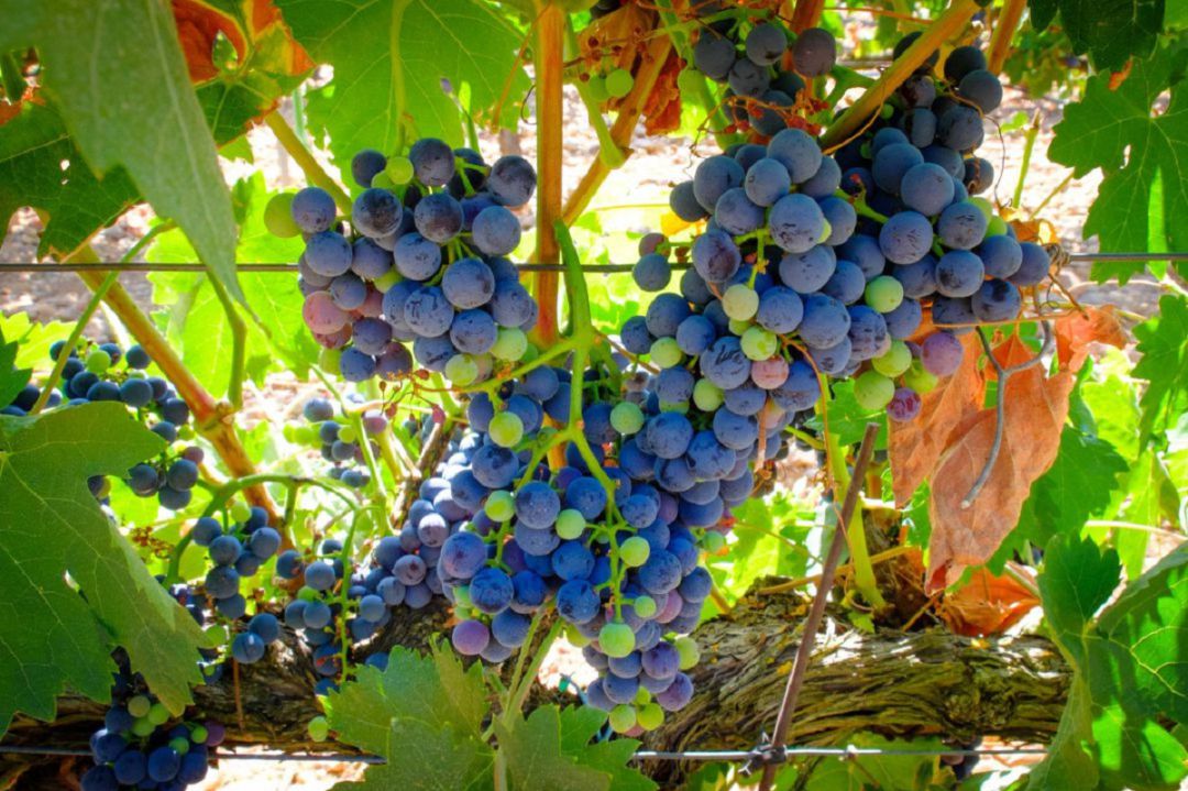 La vendimia en la DO Ribera del Duero se aproximará a los 95 millones de kilos de uva La vendimia en la DO Ribera del Duero se aproximará a los 95 millones de kilos de uva