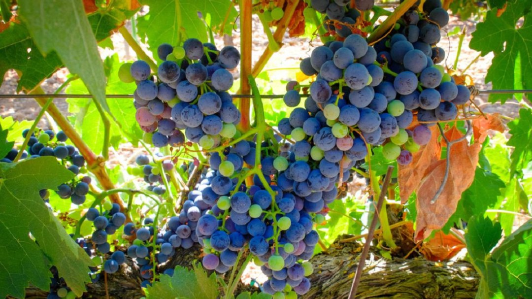 La vendimia se salda con 95 millones de kilos de uva
