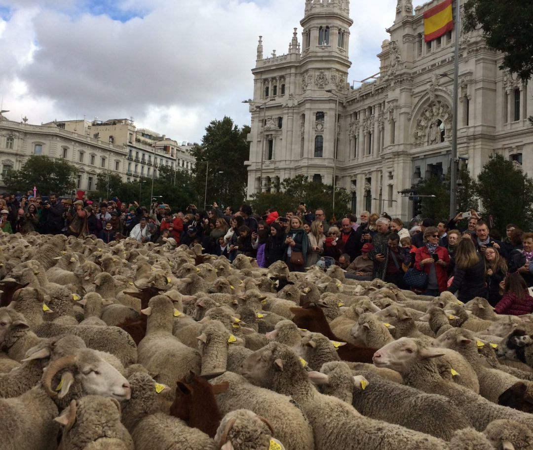 La Fiesta de la Trashumancia 2019 llegando a Cibeles La Fiesta de la Trashumancia 2019 llegando a Cibeles
