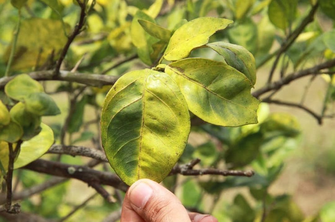 Hojas afectadas por la bacteria que nos quiere dejar sin naranjas. Hojas afectadas por la bacteria que nos quiere dejar sin naranjas.