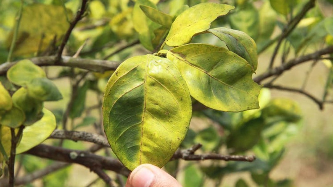 Así luchamos contra la bacteria que nos quiere dejar sin naranjas